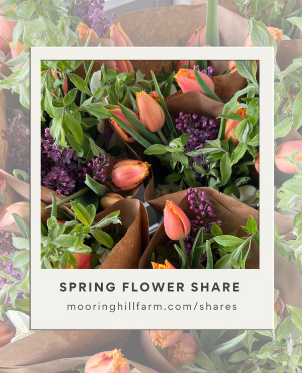 Moor Hill Farm Spring Flower Share